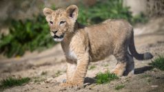 Smečka lvů obývá ve Dvoře Králové ostrahou zabezpečené Lví safari