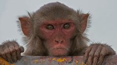 Makak rhezus (Macaca mulatta)