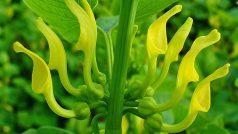 Květy podražce křovištního (Aristolochia clematitis)