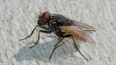 Moucha domácí (Musca domestica)