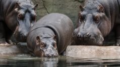 Hroši v pražské Zoo. Váleček (uprostřed), Maruška (vlevo) a Slávek.