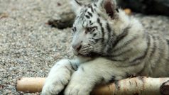 Bílí tygři v Zoo Liberec