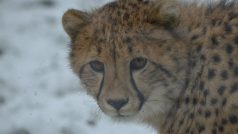 Gepard v ZOO Dvůr Králové nad Labem