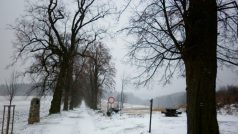 Lipová alej u Nových Dvorů na Blanensku