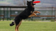 Nový psí sport dogfrisbee