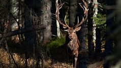 Jelen dvaadvacetiterák Král lesa v NP Šumava