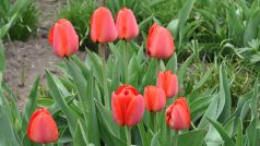 Tulipány