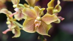 Orchidej Paravanda nese jméno Nelsona Mandely