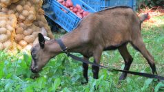 Koza na Slavnostech Farmářského léta v pražském Karlíně
