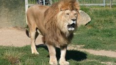 Lev Simba