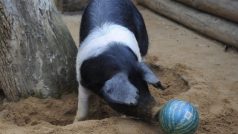 Betynka, padesátikilová samice vzácného přeštického prasete, řádí ve výběhu s míčem