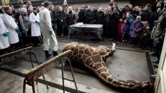 Kodaňská zoo utratila žirafího samečka