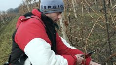 Vinař Luděk Vondrák při řezání révových keřů