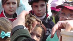 Žabí festival v Oldřichově v Hájích navštívily stovky lidí