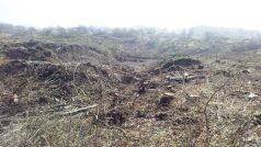 Sesutý svah na dálnici D8 nad Litochovicemi na Litoměřicku. Dřevorubci pokáceli stromy, aby mohli geologové začít s průzkumem. Od něj by se pak mělo odvíjet zajištění svahu proti dalšímu sesuvu