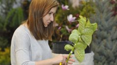 V rekonstruovaném pavilonu A olomouckého Výstaviště Flora se koná jarní etapa mezinárodní zahradnické výstavy a veletrhu Flora Olomouc 2014