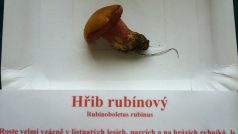 Vzácný hřib rubínový