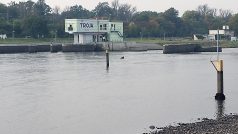 Tisíce škeblí zachraňují dobrovolníci u Vltavy v Troji