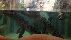 Tropický pavilon Zoo Jihlava
