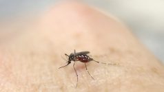 Komár aedes aegyti saje krev i ve dne