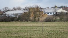 Pole ve Straškově na Litoměřicku. V popředí dřevěný kůl, tzv. berlička pro dravce
