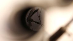 Komár, virus zika