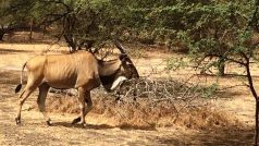 Antilopa Derbyho v rezervaci Bandia v Senegalu