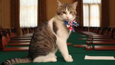Kocour Larry z Downing Street 10