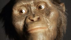 Hominid Lucy