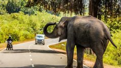 Slon na cestě - silnice přes Národní park Walawe, Srí Lanka, slon indický se chladil ve stínu stromu a blokoval provoz na cestě. Všechna vozidla včetně motocyklisty musela počkat až pojede velký náklaďák, schovat se za něj a tak slona objet