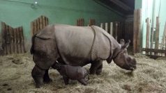 Zoo Plzeň má nový přírůstek. Je jím mládě vzácného nosorožce indického. Váží 47 kilogramů a je zdravý