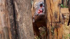 Pytláci nosorožci poté, co ho postřelili, sekerami vysekali oba rohy a jejich konce ještě vybrali ostrými háky.