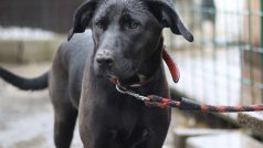 Betty, pes ve žďárském útulku