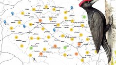 Mapa výskytu datla v České republice