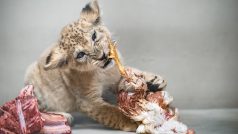 Ve dvorském safari parku dostává dospělý lev 4 až 10 kilogramů masa denně