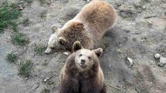 Medvíďata Kody a Runa jsou oproti ostatním drobečci