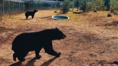 Medvědi Chandler a Joey v Zoo Tábor