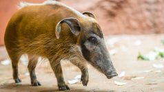 Sedmiletá samice Jasna se narodila ve Vratislavi, do Zoo Praha ale přišla ze Zoo Magdeburk