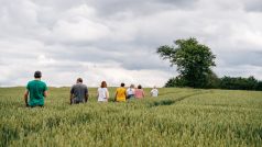 Mrákotínská hrušeň soutěží v anketě Strom roku