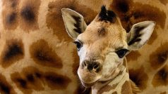 Nové mládě žirafy severní núbijské v pražské zoo