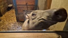 Babirusa v jihlavské zoo