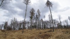 Výhledy z Markovice bohužel otevřel kůrovec