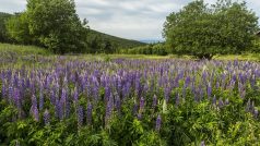 Lupina – krásná a nebezpečná