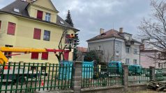 Pracovníci olomouckých technických služeb kácí sakuru