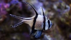 Parmovec skvělý; Banggai cardinalfish (Pterapogon kauderni)
