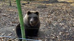 Medvědi mají dostatek prostoru, k plotu si ale ochotně chodí pro krmení