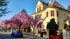 Polívkova ulice v době, kdy v ní rostla i již pokácená sakura
