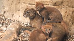 Rodia jaguarundi v pražské zoo