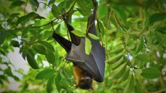 Vědci se domnívají, že mnoho druhů netopýrů umí zpívat, někteří dokáží rozpoznat hlasy ostatních, mají dialekty