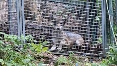 Zoologové NP Šumava odchytili zatoulanou vlčici